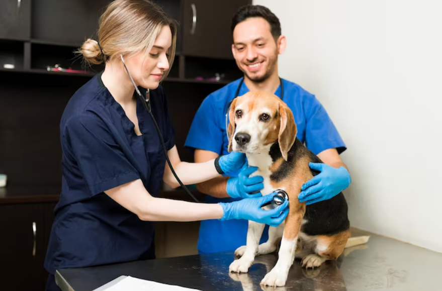 Veterinarian examining dog during visit showing what pet insurance covers